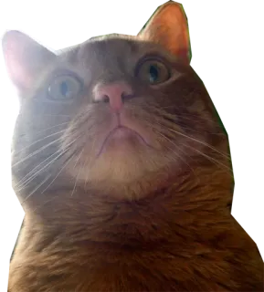 Halp telegram stickers