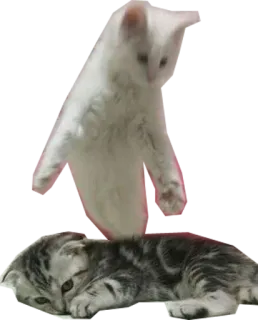 👻 7c7c896c kucing, anak kucing, hewan peliharaan, binatang, imut, kucing putih, kucing abu-abu, kucing bermain telegram sticker