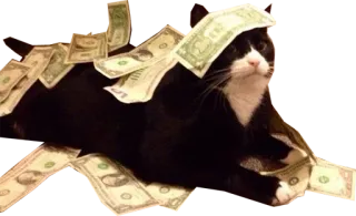 💵 7d620b7e kucing, uang, tunai, dolar, hewan peliharaan, kucing tuxedo telegram sticker