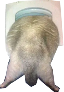 🚽 8701ccd6 kucing, kepala di mangkuk, hewan peliharaan, hewan, hewan domestik, mamalia telegram sticker