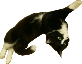 💃 8ea6ee99 kucing, hitam putih, hewan, hewan peliharaan, kucing tuxedo telegram sticker