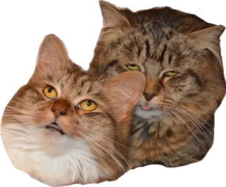 👨‍❤️‍💋‍👨 d4eaede1 kucing, binatang, hewan peliharaan, felin, imut, hewan domestik telegram sticker