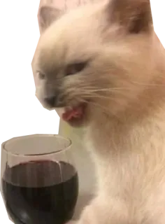🍷 e518bed1 kucing, anggur, minum, hewan, hewan peliharaan telegram sticker