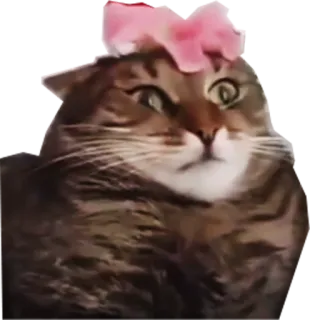 😳 fe23ab7b kucing, hewan peliharaan, hewan, anak kucing, loreng, lucu, domestik telegram sticker