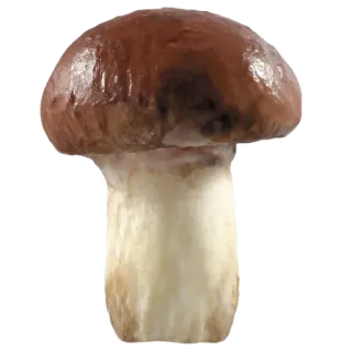 🍄 00efcb98 nấm, thức ăn, nấm, rừng, tự nhiên telegram sticker