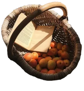 🍂 4bc7b71b giỏ, mơ, sách, trái cây, đọc sách telegram sticker