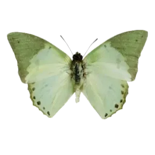 🍃 5e9f4656 bướm, côn trùng, thiên nhiên, xanh lá, cánh telegram sticker