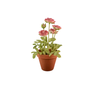 🌱 5ed2d1fe hoa, cây, mao lương, chậu, thiên nhiên, hoa, thực vật học telegram sticker