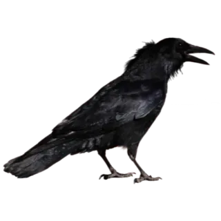 🦉 696fc567 chim, quạ, đen, động vật telegram sticker