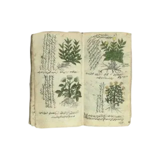 ✨ 6cd86b5c sách, cây, vẽ, thảo dược telegram sticker