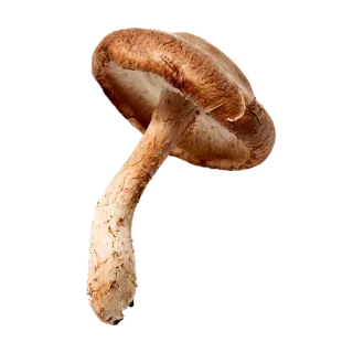 🍄 6f76b8a9 nấm, thực phẩm, nấm, nấm hương, nguyên liệu, nấu ăn, ăn chay, ăn được telegram sticker