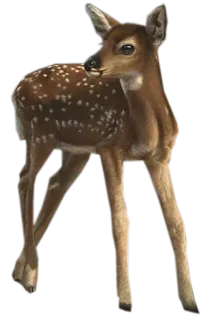 🌳Fairy house🥕 telegram stickers