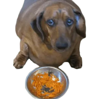 😢 5c1500fd perro, dachshund, comida, tazón, animal, mascota, zanahoria telegram sticker