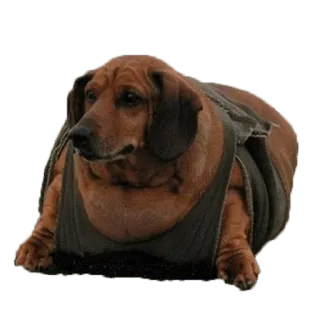 Жирные таксы telegram stickers