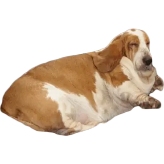 😢 e3ab3181 perro, basset hound, perezoso, animal, mascota telegram sticker