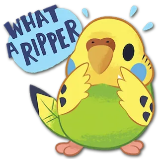 😨 79fe02e2 WHAT A RIPPER pássaro, periquito, papagaio, adesivo, engraçado, desenho animado telegram sticker