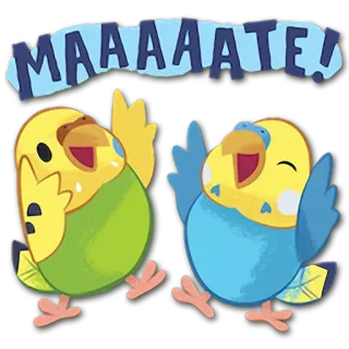 👬 865f5561 MAAAATE! periquitos, periquitos, pássaros, animais, amigos, fofo telegram sticker