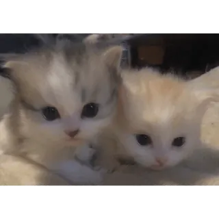 😸 143b683b gattino, gatto, carino, animali, animali domestici, felino telegram sticker