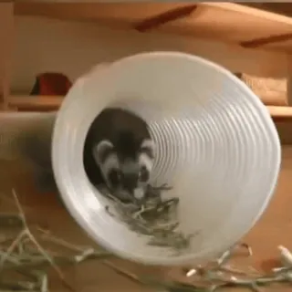 😳 057ac635 Frettchen, Tier, Tunnel, süß, Haustier whatsapp sticker