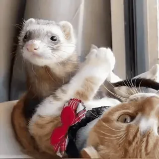😡 5bf739c6 Frettchen, Katze, Tiere, Haustier, süß, Schleife whatsapp sticker