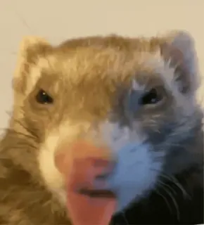 😋 899ce1a2 Frettchen, Tier, süß, Haustier, Zunge whatsapp sticker