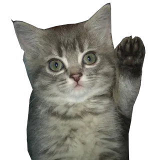 🐱 de4c1737 kucing, anak kucing, melambai, hewan peliharaan, binatang whatsapp sticker