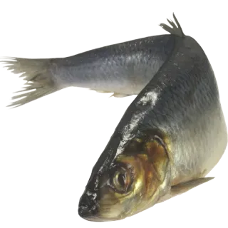 🐬 0e357336 fish, seafood, herring, animal, food whatsapp sticker