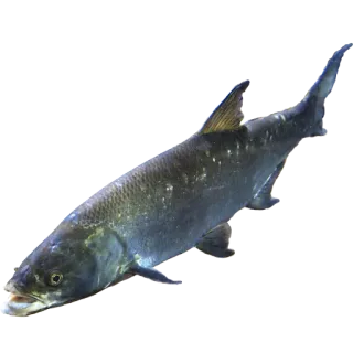 🦈 26fde99f fish, animal, wildlife, aquatic, swimming whatsapp sticker