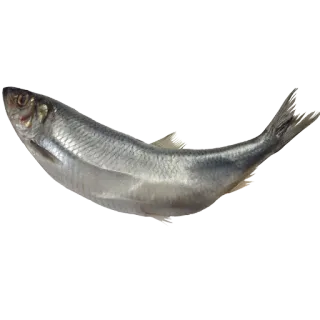 🐊 644c23eb fish, herring, seafood, food, animal whatsapp sticker