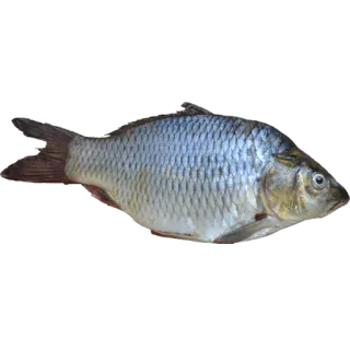🐠 64a6de2b fish, animal, freshwater, scales whatsapp sticker