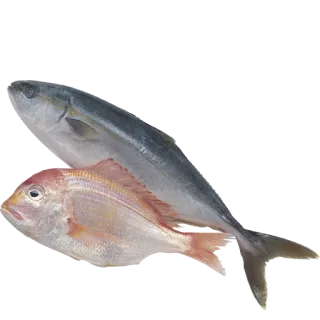 🐚 662ed811 fish, seafood, food, animal, raw, ingredients whatsapp sticker