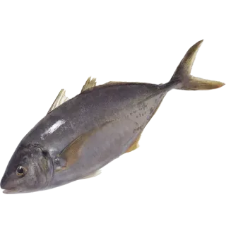 fish (@moloko_stk) telegram stickers