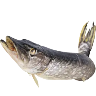 🦈 9a7bfeea fish, pike, animal, freshwater, wildlife whatsapp sticker