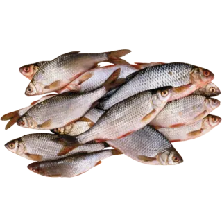 fish (@moloko_stk) telegram stickers