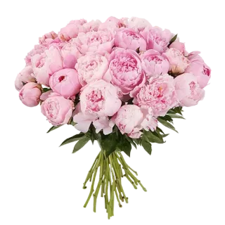 🌸 776baca0 bunga, buket, peony, merah muda, floral, hadiah, alam telegram sticker