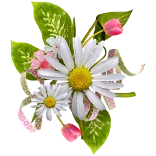 🌸 34230eae ดอกไม้, ดอกเดซี่, ลายดอกไม้, ช่อดอกไม้, ธรรมชาติ, ดอกทิวลิป, พืช telegram sticker