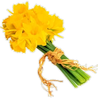 🌹 350c226d ดอกไม้, ดอกแดฟโฟดิล, ช่อดอกไม้, สีเหลือง, ฤดูใบไม้ผลิ, ลายดอก, ธรรมชาติ telegram sticker