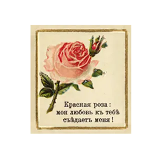💔 0e358889 Красная роза : моя любовь къ тебѣ съѣдаетъ меня! Mawar, Bunga, Vintage, Rusia, Cinta, Romantis whatsapp sticker