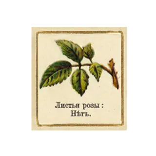 🙅 15fb9980 Листья розы:
Нѣть. mawar, daun, tanaman, alam, berbunga whatsapp sticker