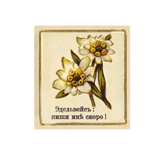 ✍️ 5ec77686 Эдельвейсь: пиши мнѣ скоро! bunga, edelweis, tanaman, kartu pos, vintage, rusia whatsapp sticker