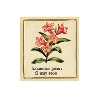 ⏰ ea570473 Альповая роза: Я жду тебя bunga, mawar, menunggu, floral, merah muda whatsapp sticker