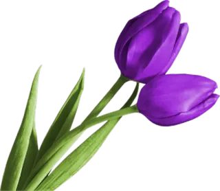 🌷 0ae7a681 花, 郁金香, 紫色 telegram sticker