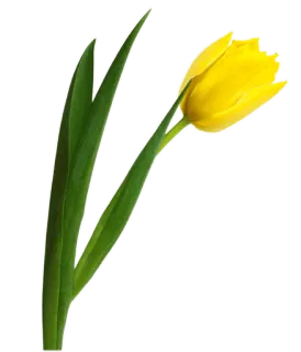 🌷 124c7939 花, 黄色, 郁金香, 自然, 植物, 春天 telegram sticker