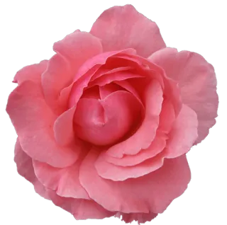 🌹 23c0ebc5 玫瑰, 花, 粉色, 花卉, 绽放, 花瓣 telegram sticker