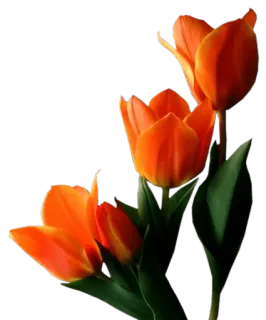 🌷 253b2418 郁金香, 花, 橙色, 春天, 自然 telegram sticker