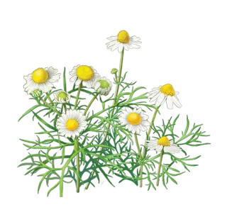 Flowers by sononicola telegram stickers