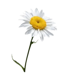 🌸 41a402ac 花, 雏菊, 白色, 自然, 植物 telegram sticker