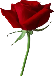 🌹 47386d47 玫瑰, 花, 红色, 植物, 自然, 浪漫 telegram sticker