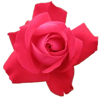 🌹 4c230fc4 花, 玫瑰, 红色, 盛开, 花瓣, 花卉 telegram sticker