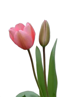 🌷 56e76b65 郁金香, 花, 植物, 粉色 telegram sticker